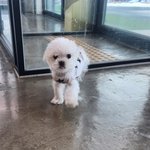 강아지이름<b>지어</b>줘어어어