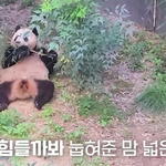 푸바오 방사장 남천<b>나무</b>(남천바오) 생명력의 비밀