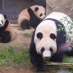 쌍<b>둥바오</b> 언론데뷔