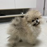 얘 <b>포</b><b>메</b> 같아 말티즈 같아?