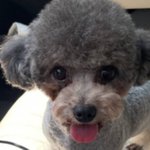 안냐<b>새요</b> 토이실푸 꽃순이에여