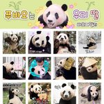 '식지않는 인기'…에버랜드 푸바오 이모티콘 출시 하루만에 1위