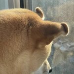 [모두드루와] <b>폭우</b>라 산책을 못 가는 시바견 귀