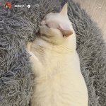 [모두드루와] 삼시세끼 <b>벌이</b>와 산체 근황