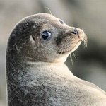 <b>물</b> <b>속</b> 귀여움은 내가 책임져