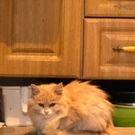 [고양이] 우리집막내 <b>시루</b>