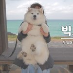 [강아지] <b>동물</b>농장 전설의 뚱스키 보셨나요?유기견 시절 전후 충격ㄷㄷ