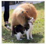 카피<b>바라</b> 개귀엽다