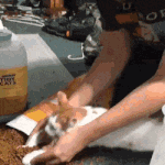 <b>사료</b> 쏟은 고양이의 최후