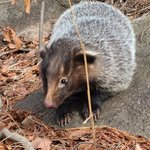 <b>북한산</b>에서 사는 오소리 귀엽다 ㅎㅎ