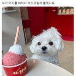 [댓글부탁해] 요즘은 <b>히밥</b>이 유명하냐 쯔양이 유명하냐