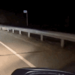 차타고 가다 만난 길냥이.<b>gif</b>