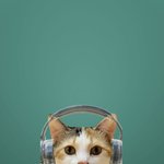 [고양이] 울집 삼색이 <b>AI</b>프로필사진 좀 봐줘