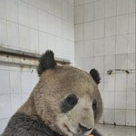 [모두드루와] <b>판다</b> 더러운거봐