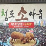 서울 <b>촌놈</b>들은 모르는 실제 소 크기