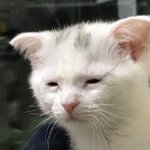 [댓글부탁해] 류준열 ㅈㄴ거슬려