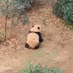 <b>판다</b>월드에 나타난 아기돼지