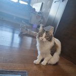 [고양이] 슬기로운 임보생활15[유기묘 임시보호하기]