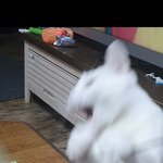 <b>맨날</b> 놀자는 우리 애기씨