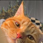 <b>집사</b>야 좀 졸리지 않냥?