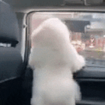 반려동물 관련 <b>설문</b>조사 부탁드려요!!!