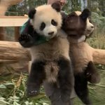 [NCT드림] 나 요즘 푸바오 동생 쌍<b>둥바오</b>한테