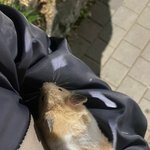 <b>햄스터</b> 주움