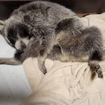 와 최고의 <b>해장</b>비결은 ㄹㅇ