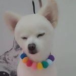 [댓글부탁해] <b>미용</b> 전 후 우리 강아지 사진 좀 봐줘