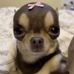 <b>피부염</b>있는데 속눈썹펌하면 당연히 안되겟지ㅎ..