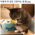 너 지금 <b>쥐</b>같아...
