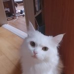 냐<b>옹</b>이 아니고 웅냐<b>옹</b>