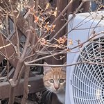 고양이 사진 볼 사람