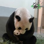 [19] 와 엄마 <b>판다</b>는 새끼가 있네