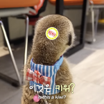 쌍수한지 3년 지났는데 <b>개속</b>쌍됨