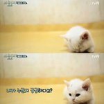 삼시세끼 고양이 <b>벌이</b> 근황