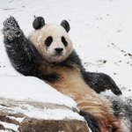 푸바오 7월 전 중국에 반환…귀환 시기 <b>이달</b> 중 발표