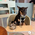 국내 첫 반려견 <b>동반</b> 스타벅스는 어떤 모습일까