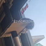 [고양이] 슬기로운 <b>임보생활</b>16[유기묘 임시보호하기]