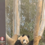 라이즈 안무 따는 <b>동물</b>ㄷㄷ