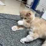 [고양이] 우리집막내 <b>시루</b>_2