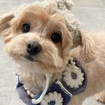 윤도현네 강아지한테 모자랑 <b>목도리</b> 떠준 르세라핌 사쿠라