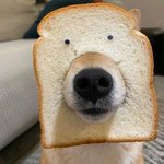 '코기' 싫어하는 사람이랑 <b>겸상</b> 안 함