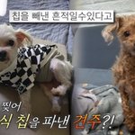 [이것좀봐줘] <b>생살</b>을 파서 인식칩을 도려낸 푸들 유기 사건 (톡선...