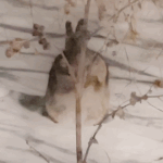 사과하는 <b>버니</b>