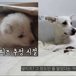 판하다 주웟는데 왤케 귀엽지
