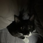 [댓글부탁해] 우리집 고양이 <b>식탐</b>때문에 미치겠음