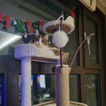 [고양이] 슬기로운 <b>임</b><b>보</b>생활17[유기묘 임시보호하기]