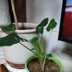 이 <b>식물</b> 뭔지 아시는분??