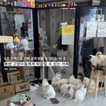 [드루와] 고양이카페 알바한적 잇는데